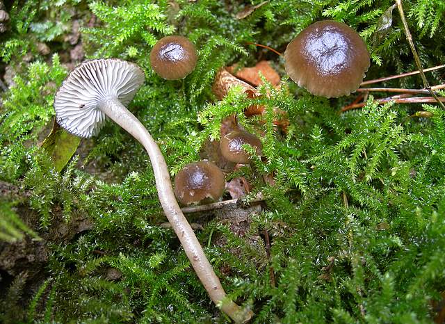 Camarophyllopsis atrovelutina  (Romagn.)  Argaud
